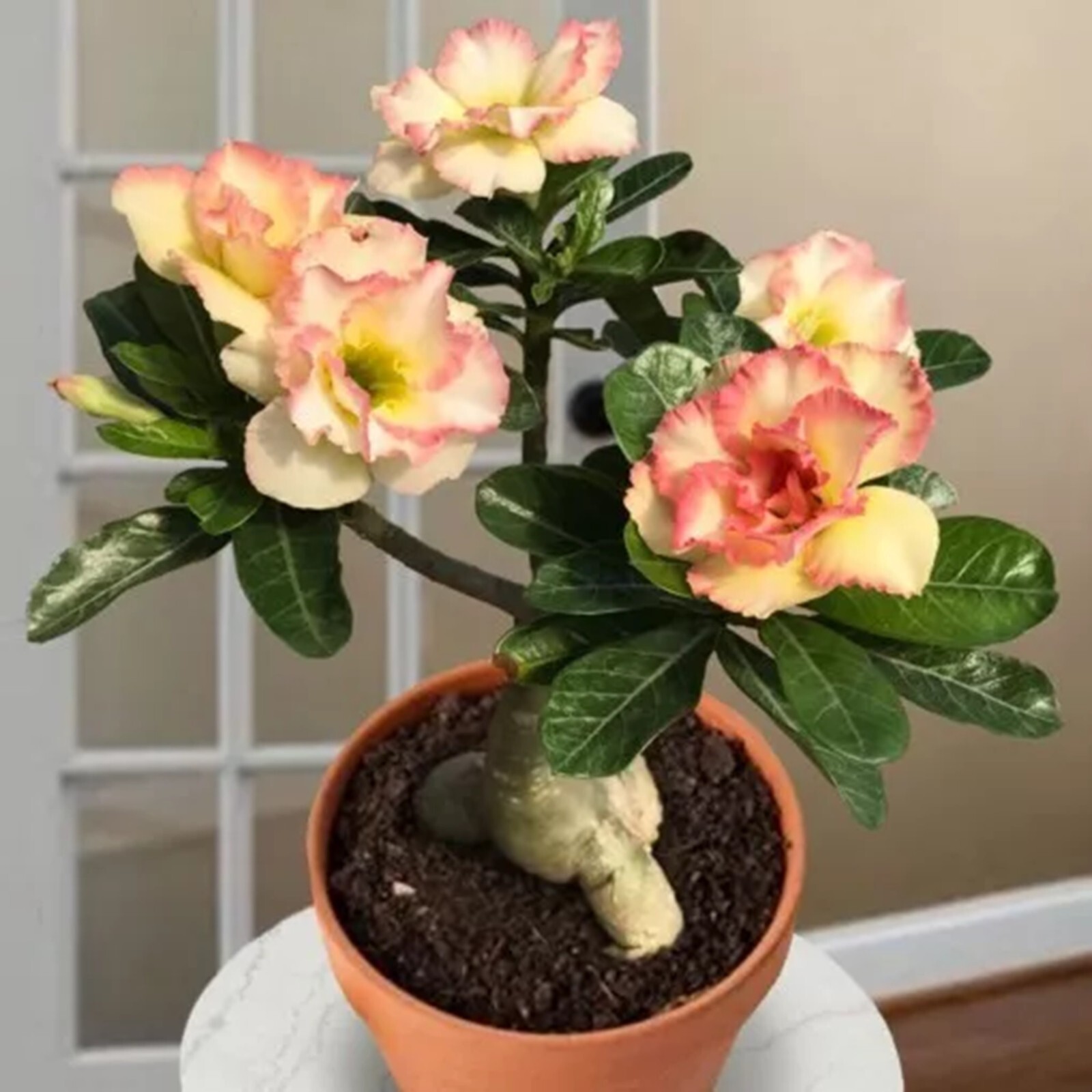 10 Cotton Candy Desert Rose Seeds Adenium Obesum Flower Perennial Seed US SELLER gallery