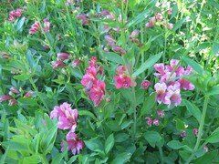 6 Alstroemeria plants , 2 year old stock , select 4 inch shipped bare root.