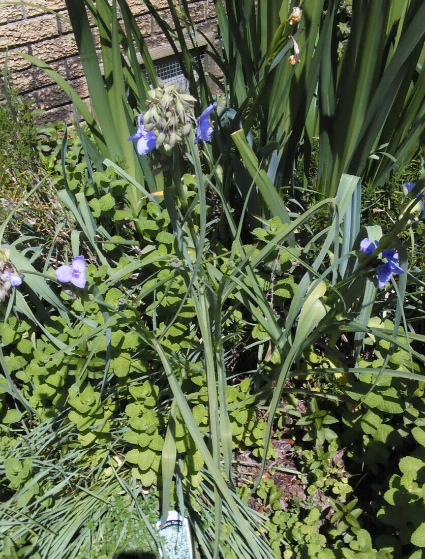 10 Spiderwort Transdescantia Purple Flower Bare Root Rhizome Bulbs- Live Plants gallery