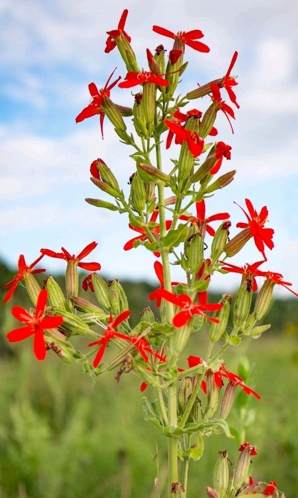 Royal Catchfly Seeds (Silene Regia) gallery