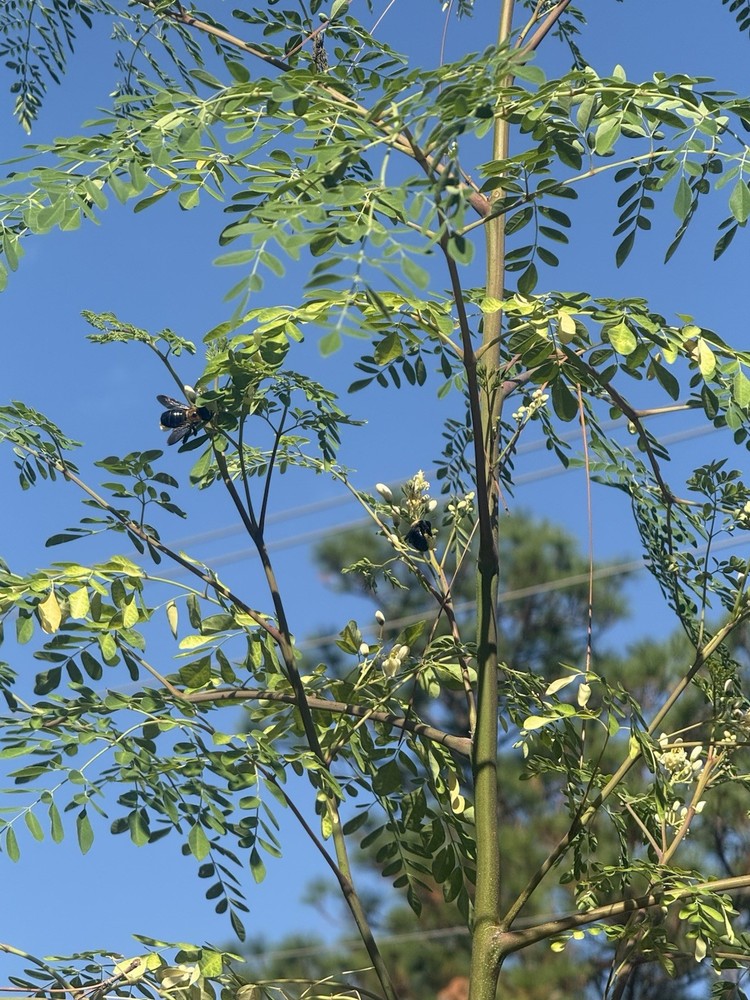 1 Moringa Oleifera Tree Seedling Fast Growing Pollinator Friendly