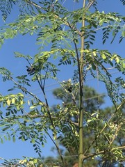 1 Moringa Oleifera Tree Seedling Fast Growing Pollinator Friendly