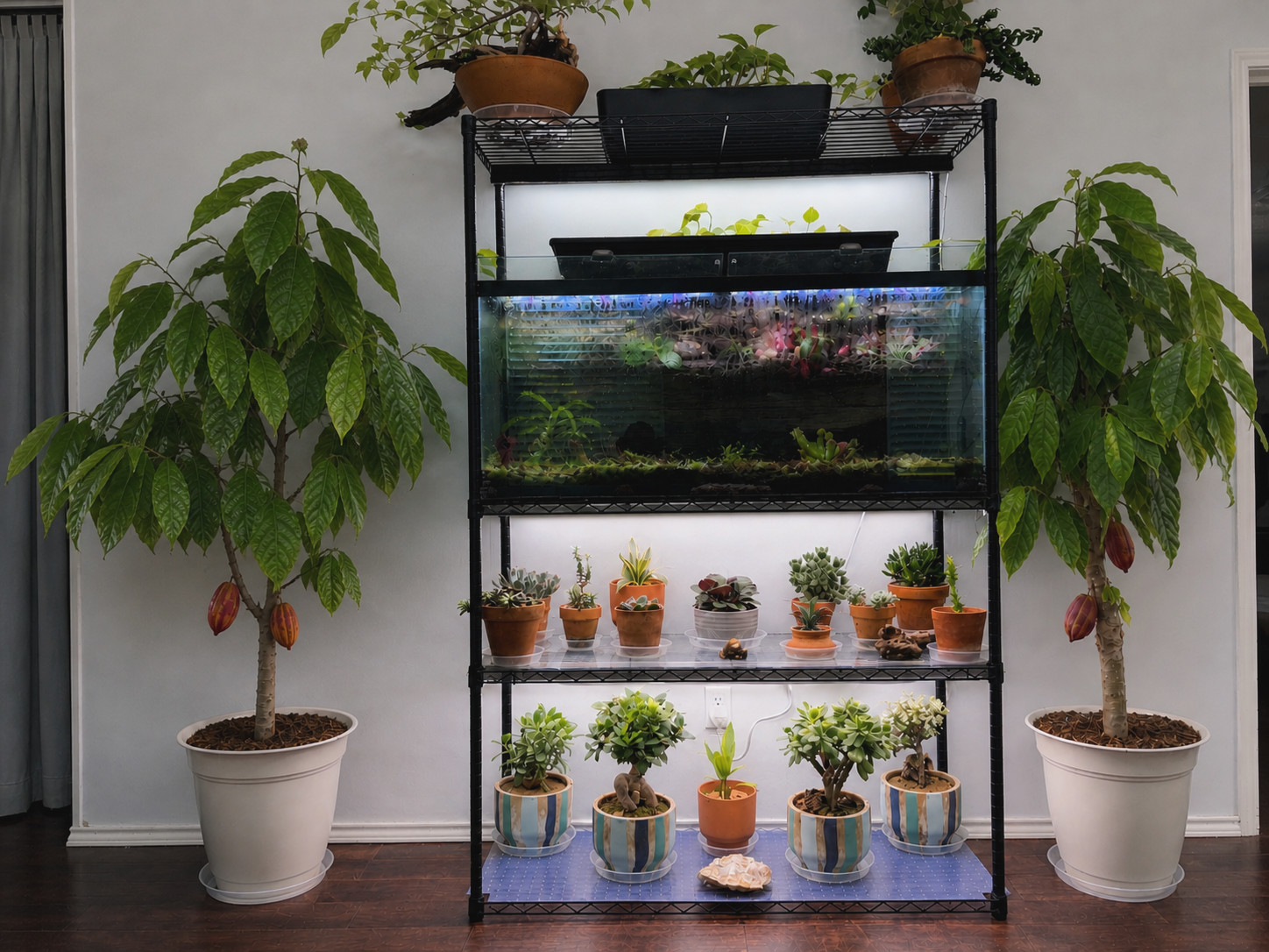 Forastero Cacao Tree (Theobroma cacao) – Live Cacao Plant gallery