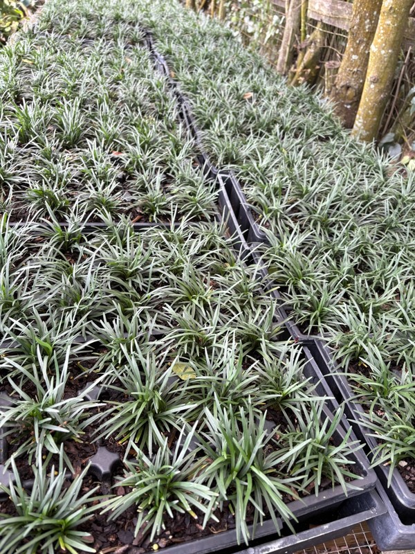 dwarf mondo grass 18pc gallery