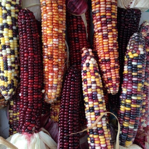 500+ Indian Corn Seeds - Heirloom - NON GMO - FRESH gallery