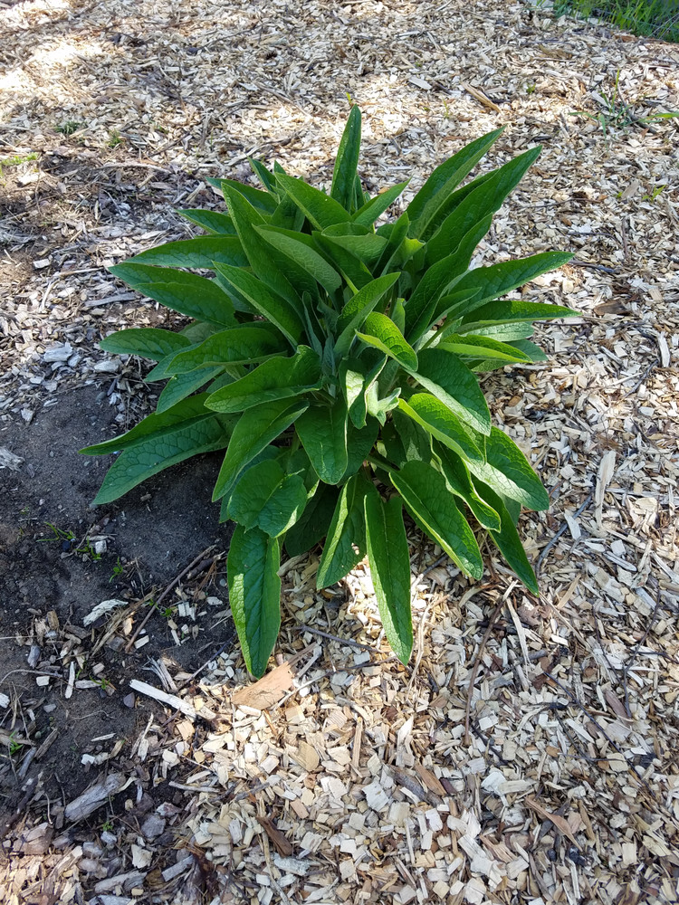 5 Comfrey Root Cuttings Russian Bocking 14 (Symphytum × uplandicum) 1-3 inch