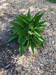 5 Comfrey Root Cuttings Russian Bocking 14 (Symphytum × uplandicum) 1-3 inch