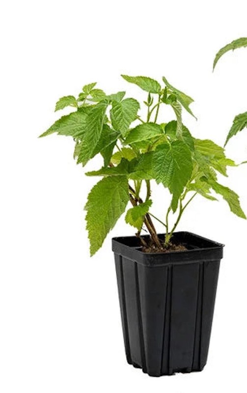 3 Caroline Raspberry Bush - Rubus idaeus - Starter Plug gallery
