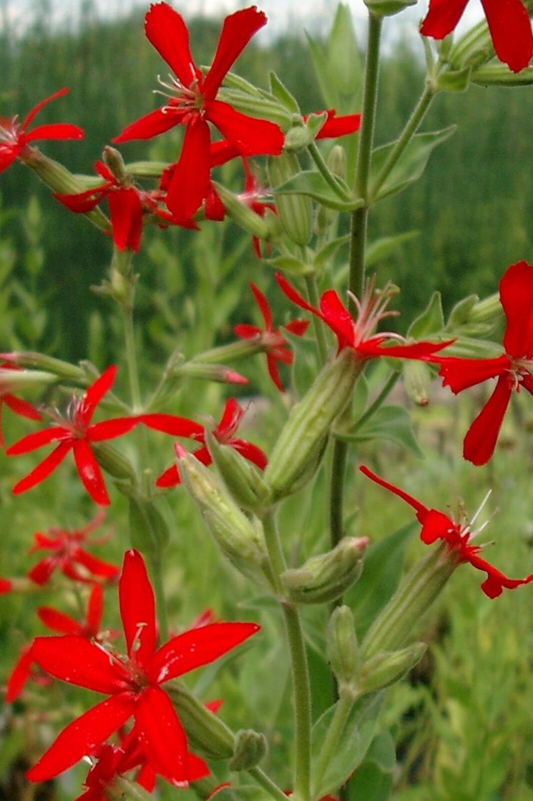 Royal catchfly - Silene regia - Organic Seeds (15) - Perennial - Red Flowers gallery
