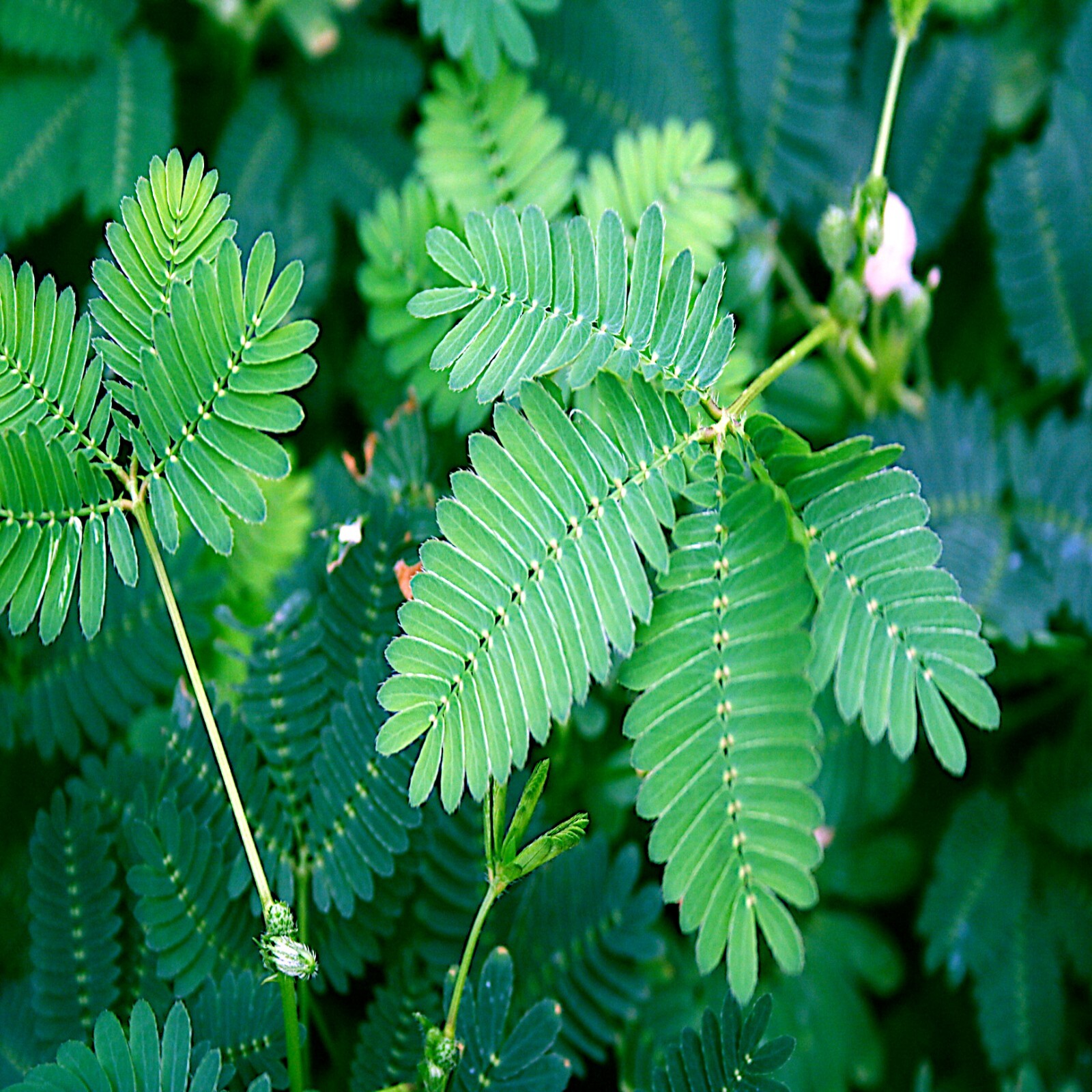 Dwarf (Mimosa pudica) "Sensitive Plant" Tropical Houseplant Flower Tree Seeds gallery