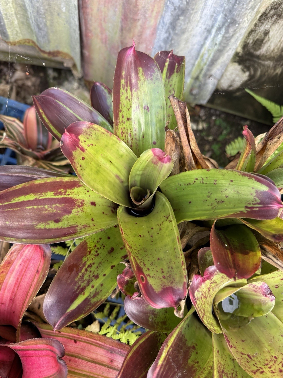 Neoregelia ‘ Fury ’ Bromeliad gallery