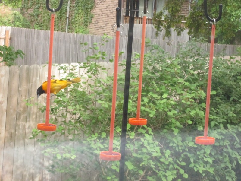 Robin Proof Oriole Feeder.......almost.....read description gallery