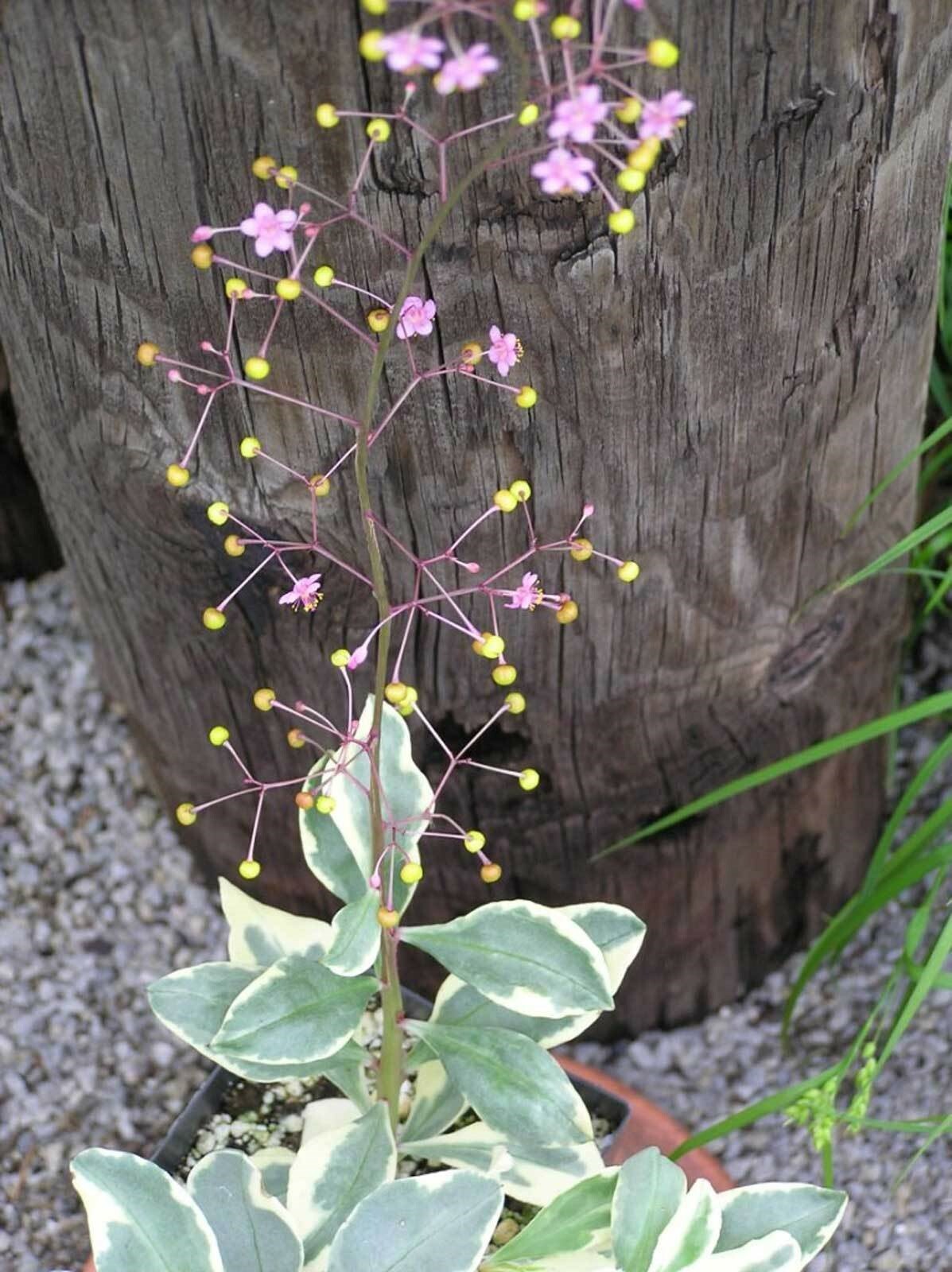 Talinum paniculatum Variegatum|Jewels Opar|Fame Flower| 20_Seeds gallery