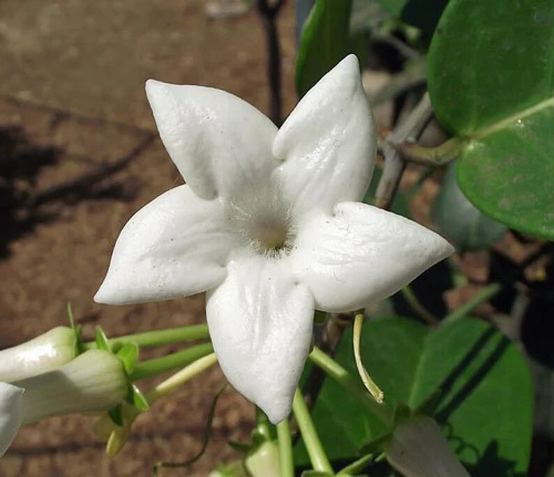 Madagascar jasmine ~GREEN LEAF STEPHANOTIS ~Small Rooted STARTER Plant~Fragrant! gallery