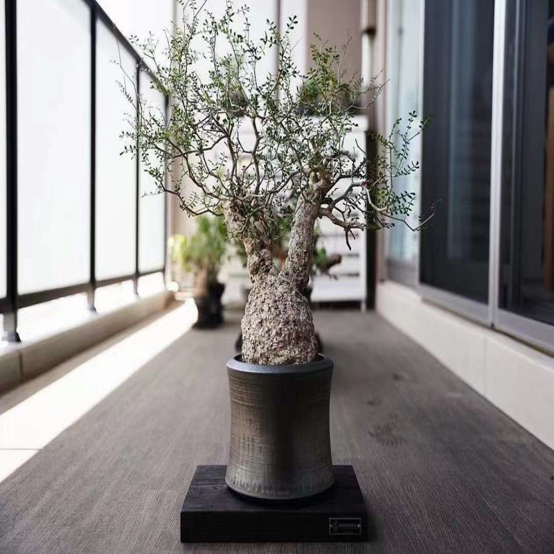 Cactus Succulent Plant Operculicarya pachypus Beautiful Plants gallery