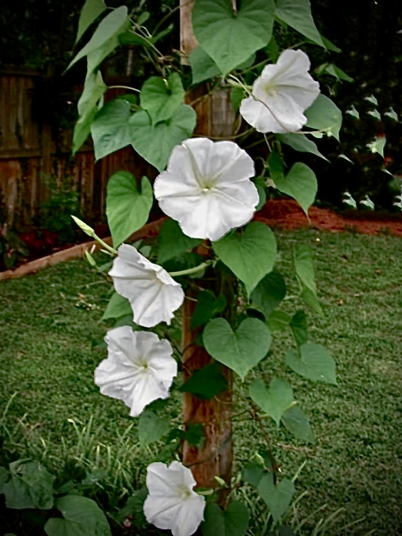 Moonflower seeds / Flowers / Vining / White / Perennial gallery
