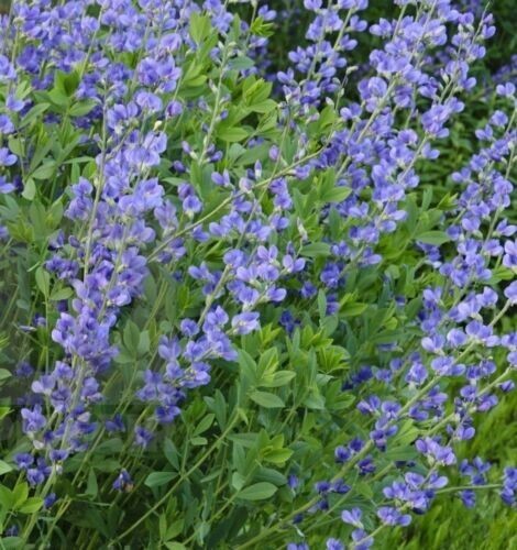 40 + Blue False Indigo seeds, organically grown, FREE S/H gallery