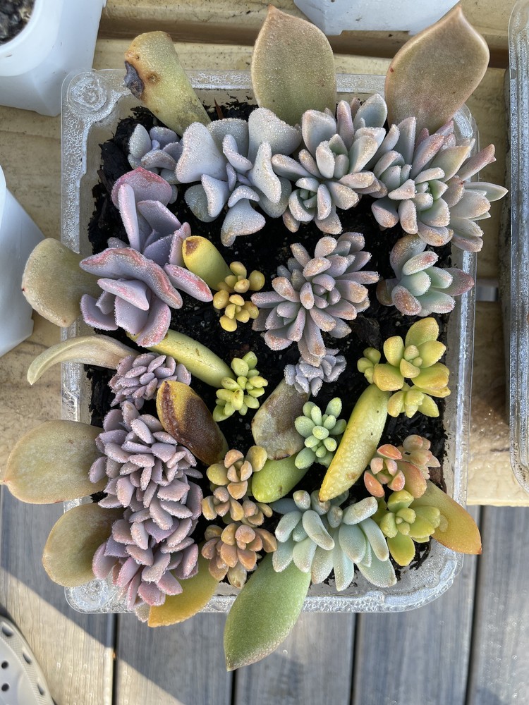 20 Succulent Leaves Starter Kit Assorted Varieties Easy Propagation for Beginner