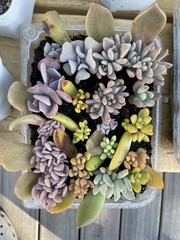20 Succulent Leaves Starter Kit Assorted Varieties Easy Propagation for Beginner