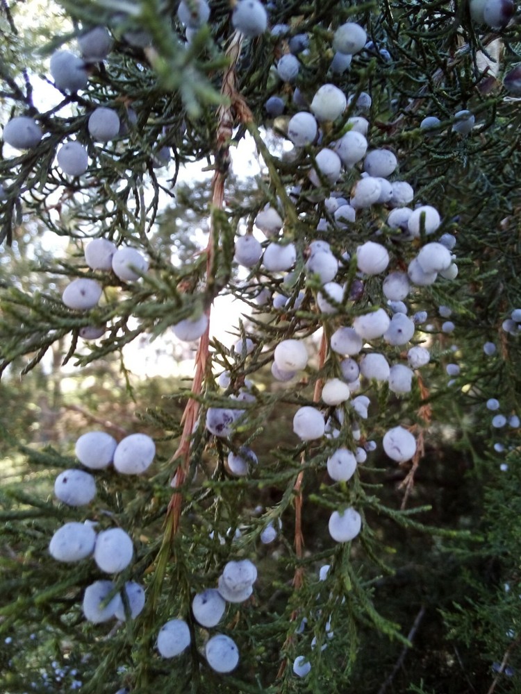 30 SEEDS EASTERN RED CEDAR