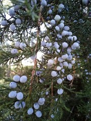 30 SEEDS EASTERN RED CEDAR