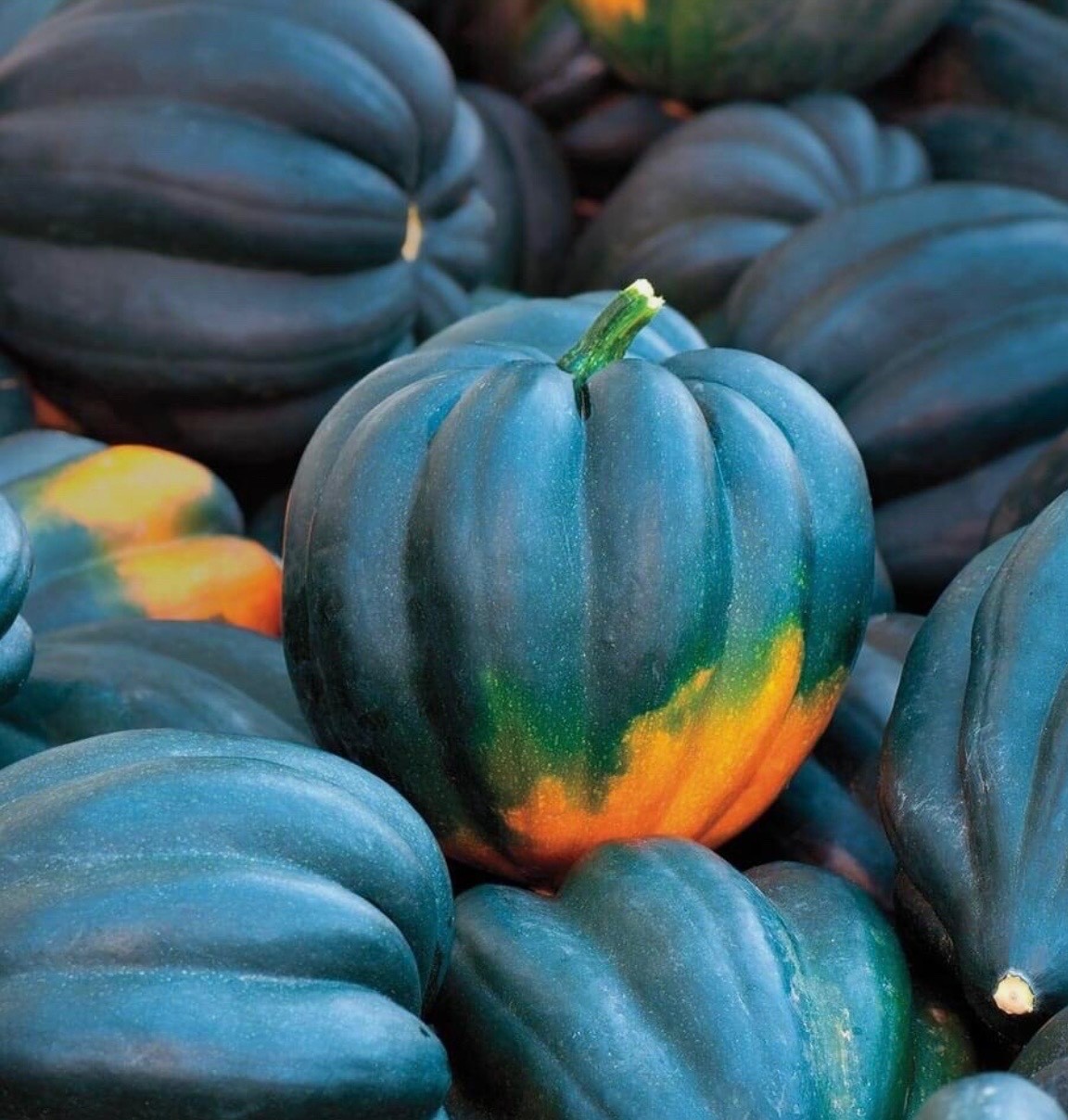 Fresh Table Queen Acorn Squash Seeds, Winter Organic Heirloom, 2026 🇺🇸U.S.A. gallery
