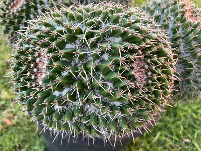 stunning, 4 huge double head cluster, Mammillaria Nejapensis #51A gallery