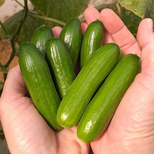 Cucumber Seeds - Non-GMO, Easy to Grow, Mini-Me F1, 10 Pack for Harvesting gallery