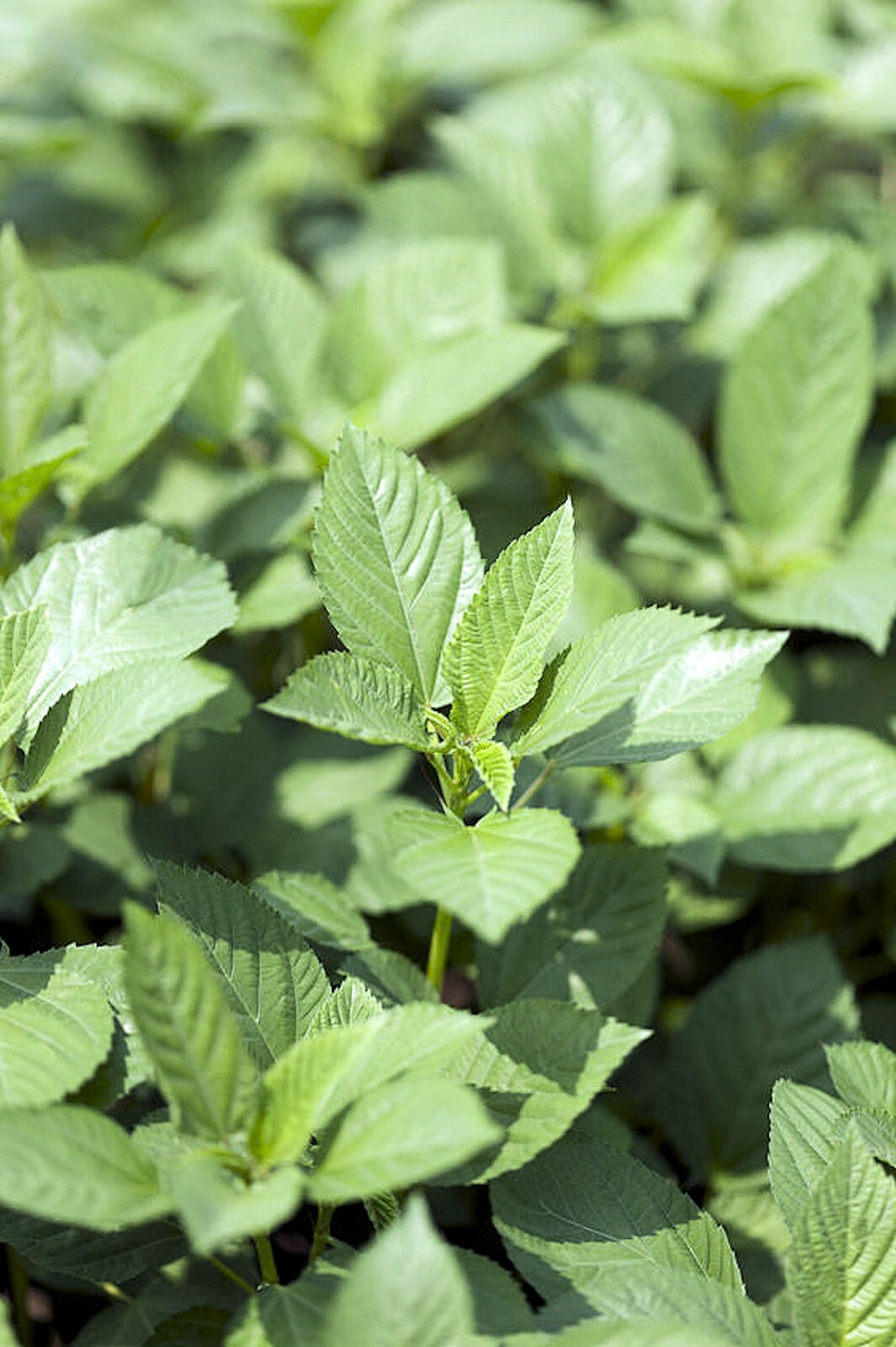 Corchorus olitorius Egyptian Spinach Rare Tropical seeds perennial herb Greens gallery