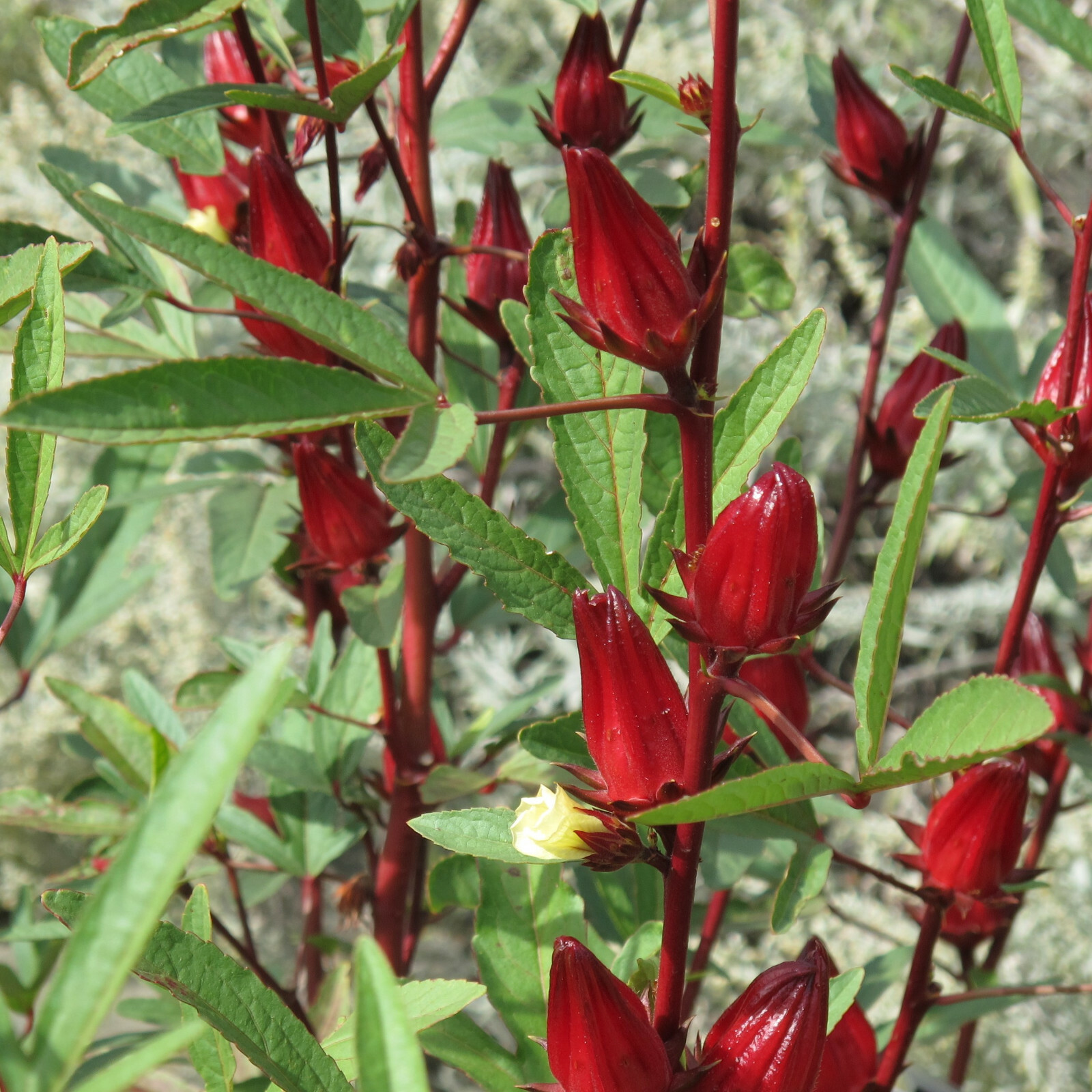 Red Hibiscus Roselle Seeds | Sabdariffa Sour Leaf Sorrel Chin Baung Jamaican gallery