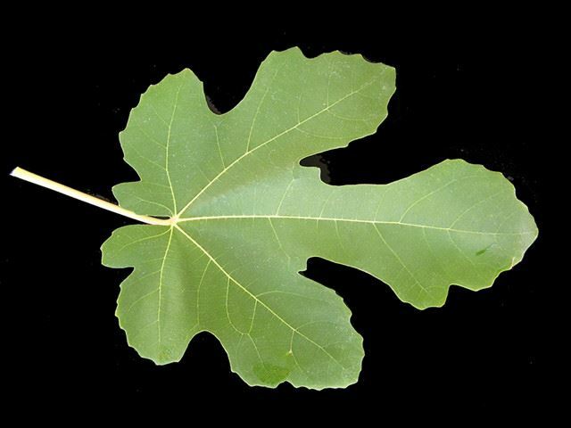 Fig Tree - 'Brown Turkey' - Fruiting Fig Tree - Ficus Carica gallery
