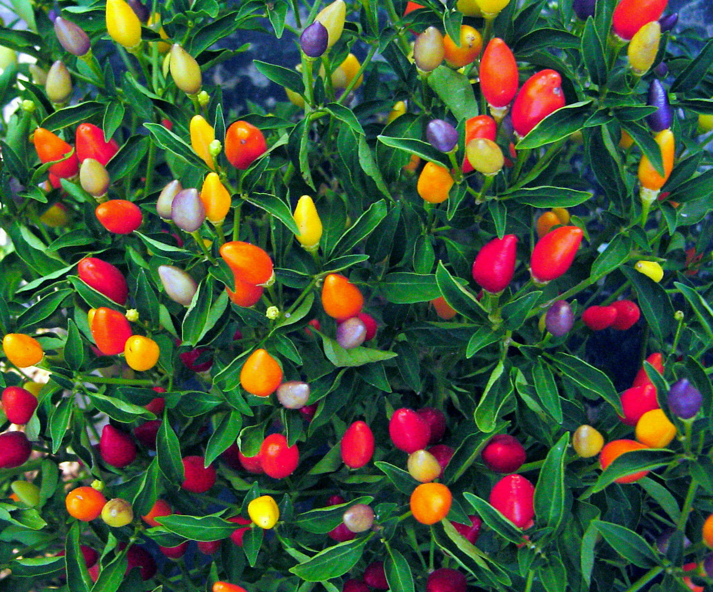 Seeds Pepper Spicy Indoor Decorative Masquerade Vegetable Organic Heirloom gallery