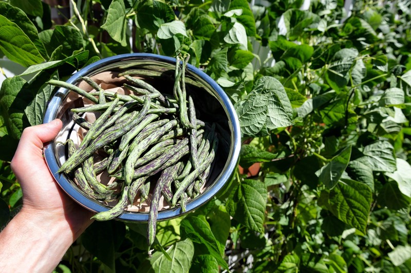 50 RATTLESNAKE POLE BEAN Stringless Purple Phaseolus Vulgaris Vegetable Seeds gallery
