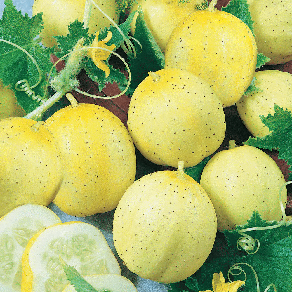Lemon Cucumber Seeds 50+ Vegetable Garden Heirloom NON-GMO USA FREE SHIPPING gallery