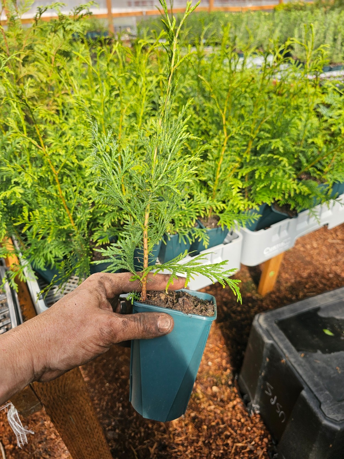 2-pack large red cedar av hybrid tree sapling well rooted in 6" pot gallery