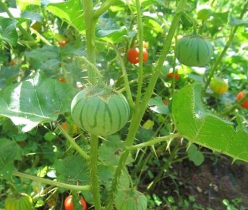 Solanum Virginianum 25 Seeds, Small Shrub Surattense Medicinal Nightshade gallery