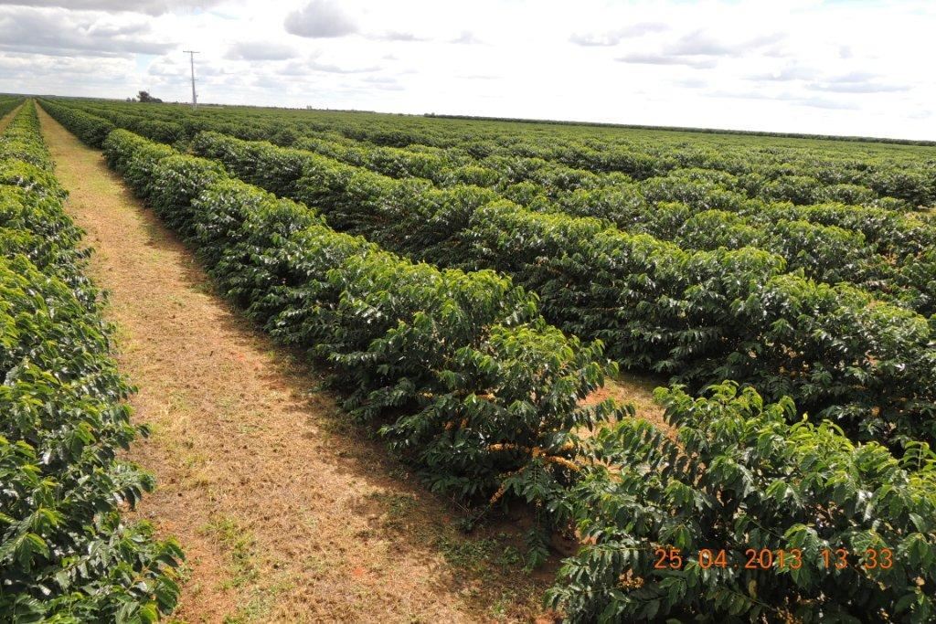 BRAZIL - Premium Specialty Coffee - Unroasted Green Beans for Home Roasters gallery