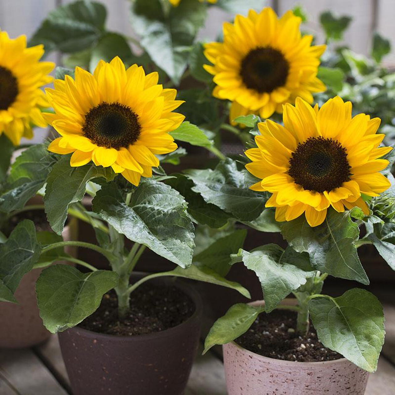 200 Dwarf Sunspot Sunflower Seeds Compact Pot Friendly Non-GMO Heirloom Garden gallery