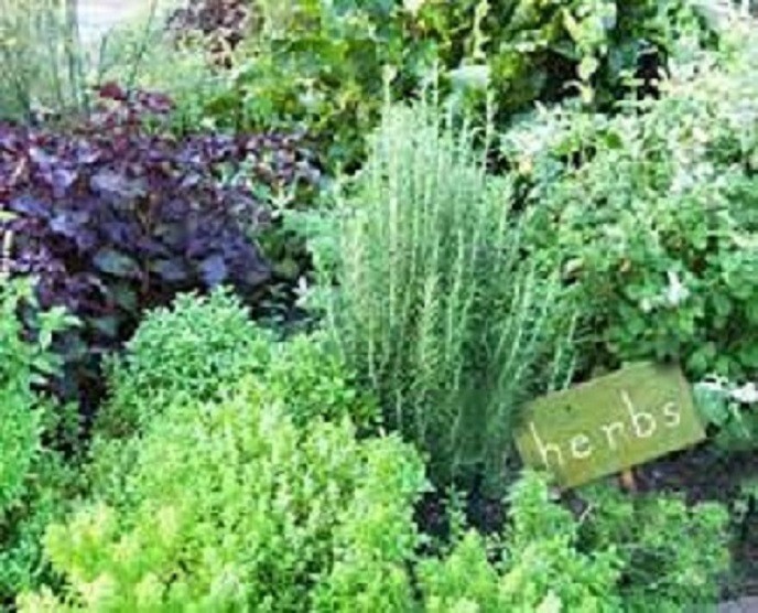 Herb 2 - D gallery