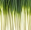 TOKYO LONG WHITE BUNCHING ONION SEEDS 200+ VEGETABLE GARDEN salad FREE SHIPPING gallery