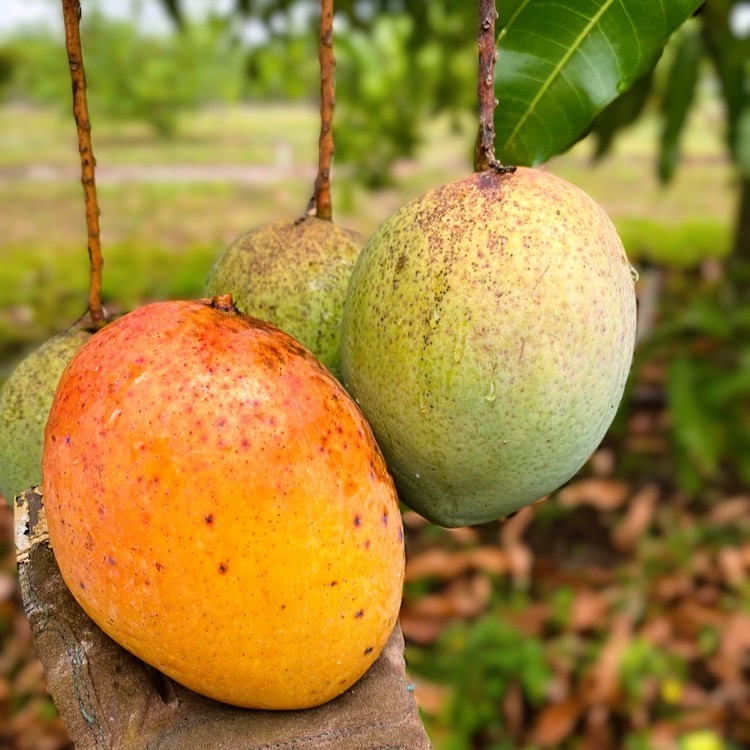 Grafted Coconut Cream Mango Tree – Premium Tropical Fruit Tree – Rare Variety gallery