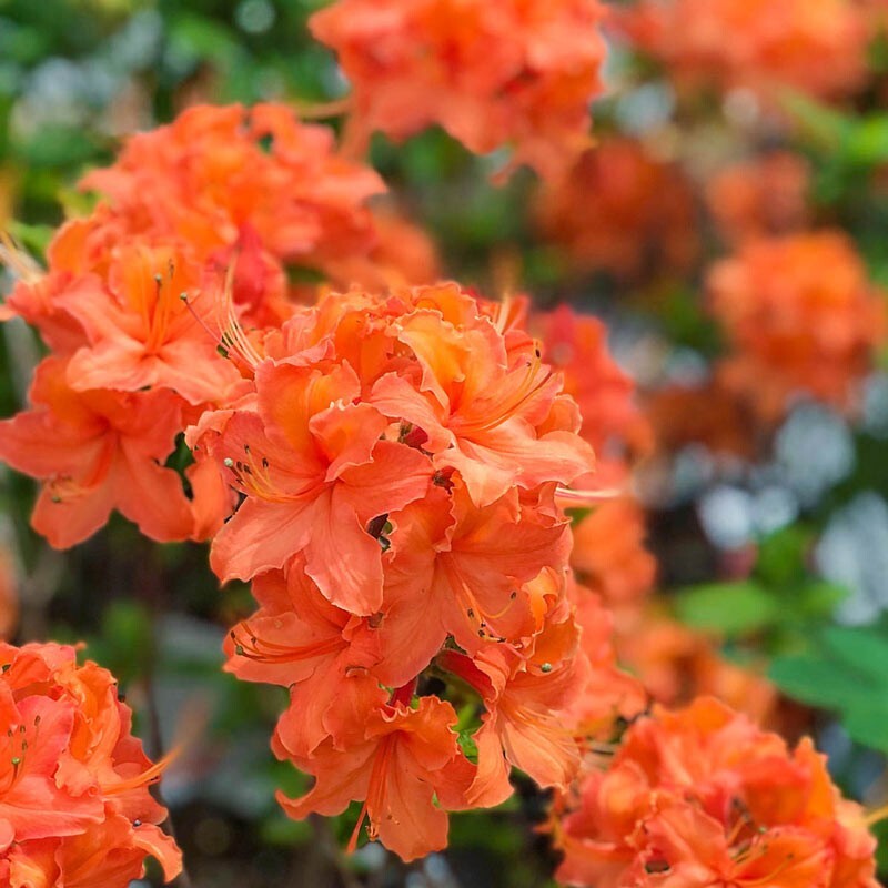 MANDARIN~Azalea Rhododendron Hybrid~STARTER Plant~MAY BE DORMANT gallery