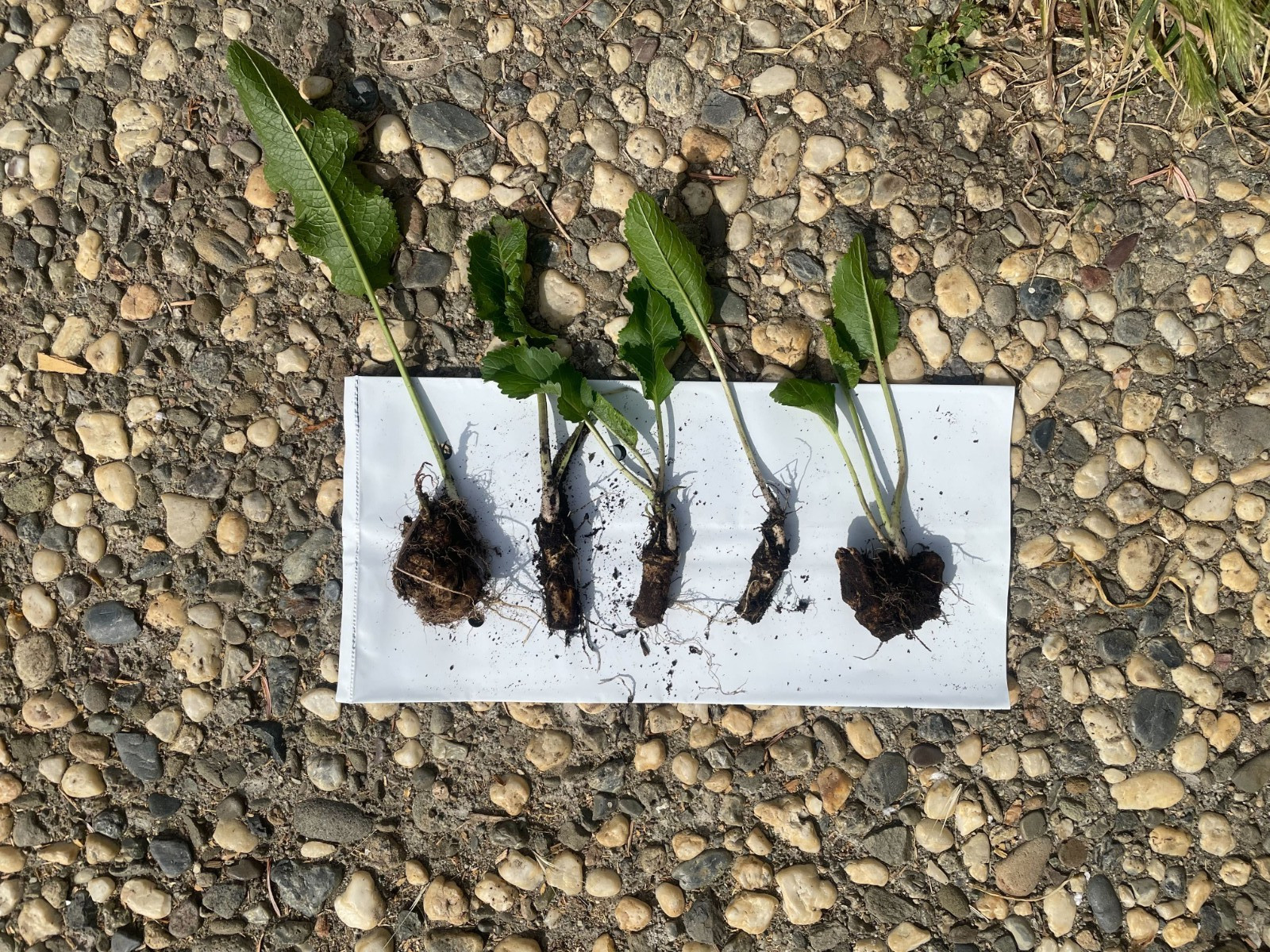 5 Fresh ORGANIC Horseradish Roots - Ready to Plant! | Heirloom, Non-GMO, Spicy! gallery