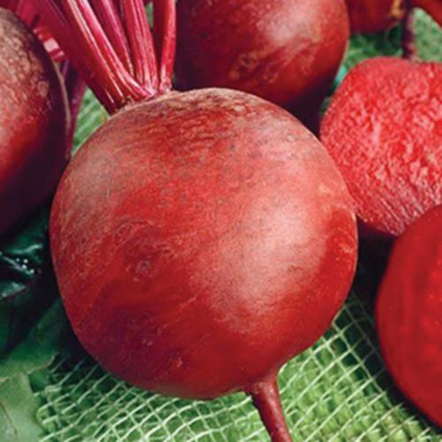 Beets, Detroit Dark Red, Heirloom Beetroot seed, NON-GMO, 60 Beet Seed Packet gallery