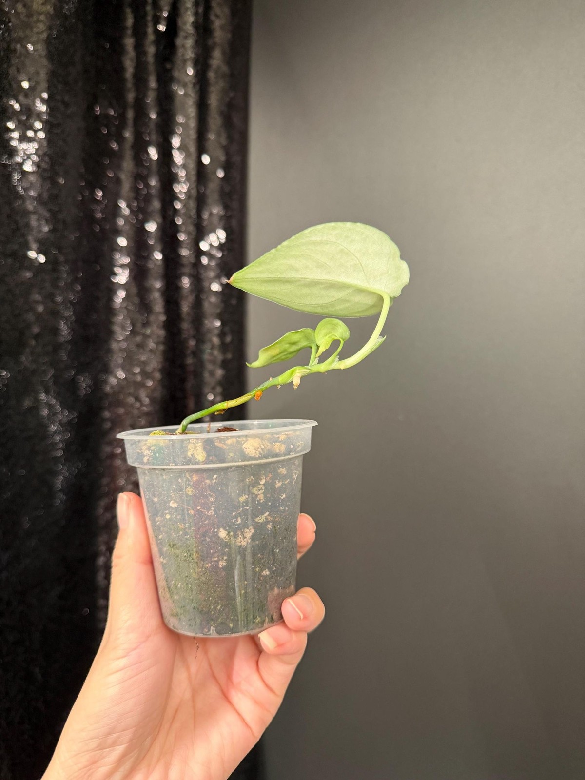 Scindapsus Silver Princess Dark, Exact, US Seller gallery