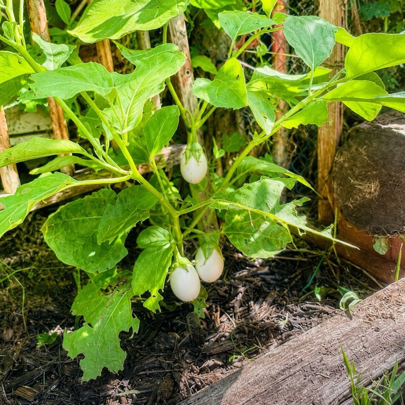 Eggs on a Stick Seeds Easter Egg Plant Ornamental Eggplant 15+ Homegrown 2025 gallery