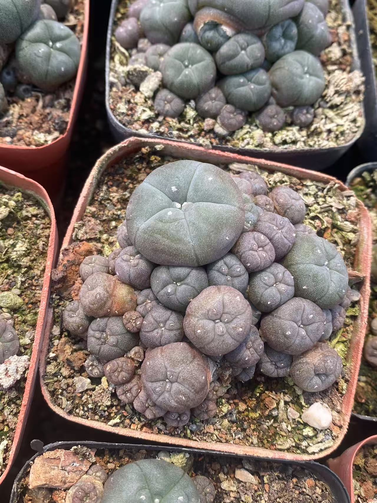 Succulent Cactus Plant home potted Garden decoration beautiful Plants 6cm. gallery