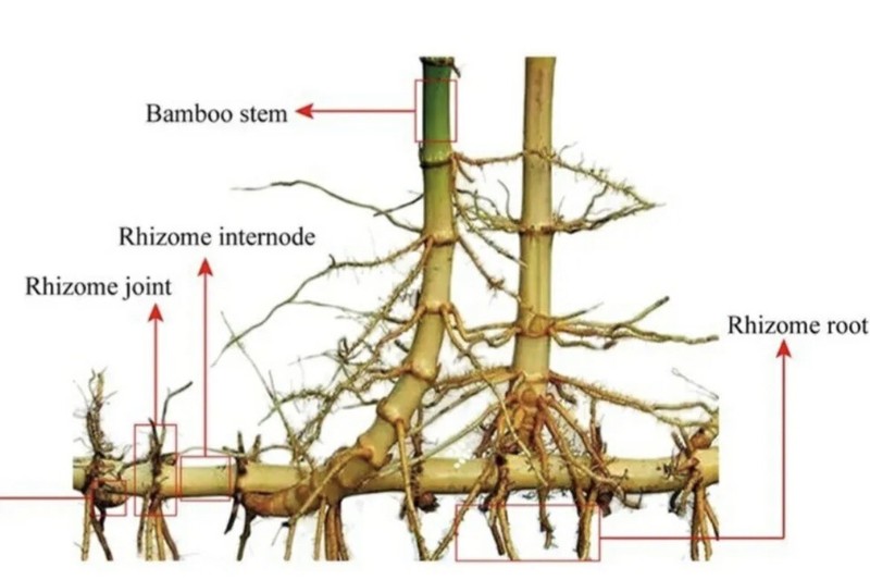 2 Black Timber Bamboo Authentic Phyllostachys Nigra Live Bare Root Plant Rhizome gallery