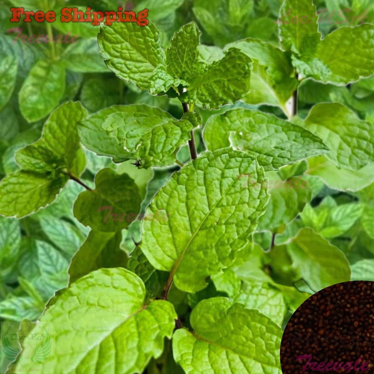 Peppermint Seeds | Perennial Herb | NON-GMO, Organic gallery