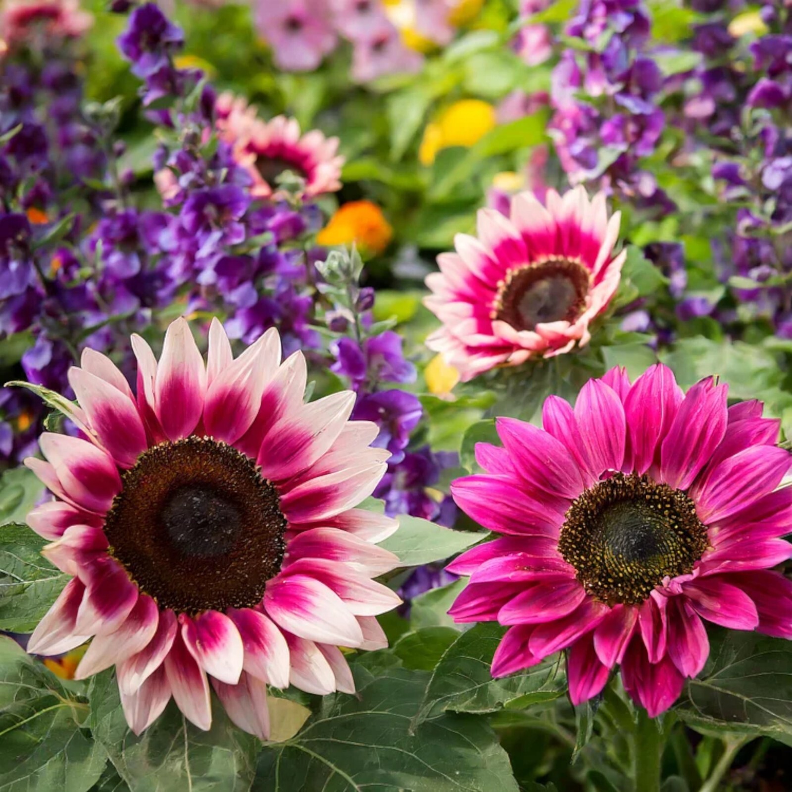 50 PCS Strawberry Blonde Hybrid Sunflower Seeds - Non-GMO Heirloom Variety gallery